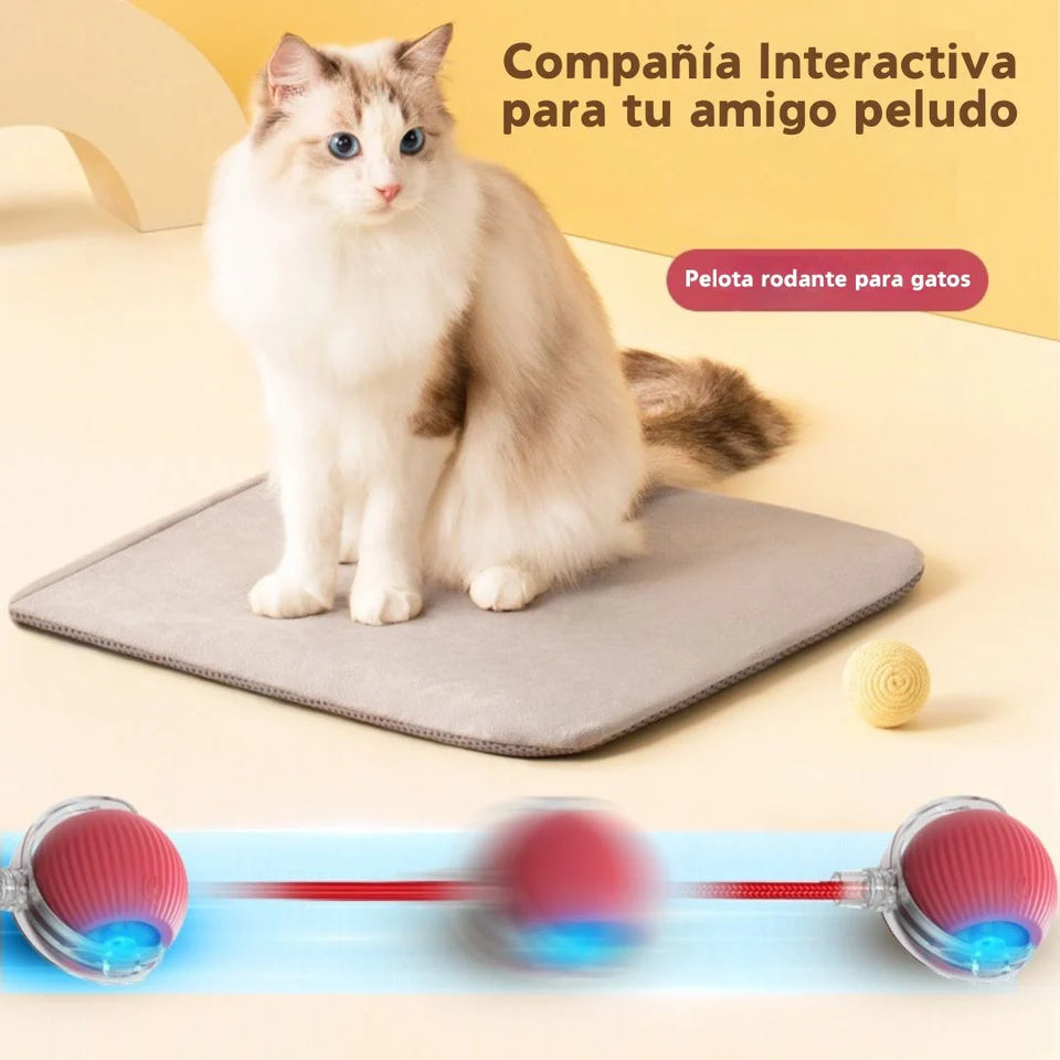 CatSpeed 2.0 - El regalo que cuida su salud… y llena tu vida de momentos únicos. 🐾